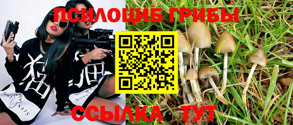 Псилоцибиновые грибы Psilocybine cubensis Тулун